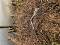 Browning cynergy wicked wing limited edition